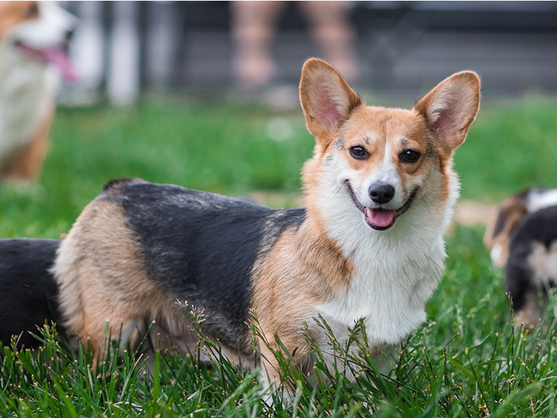 happy corgi standing on grass at dog daycare and dog boarding facility in petaluma california